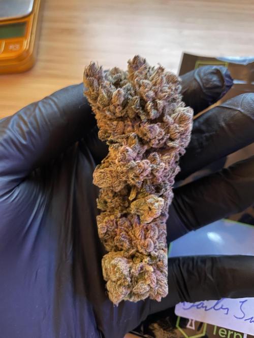 Devil's Harvest. Week 12
