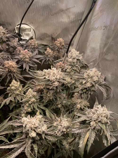Devil's Harvest. Week 12