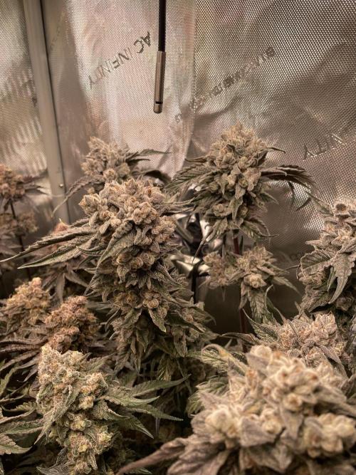 Devil's Harvest. Week 12