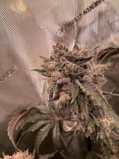 Devil's Harvest. Week 12