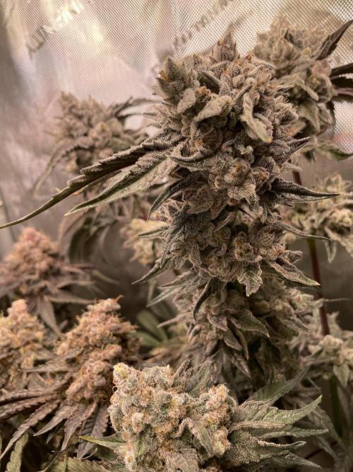 Devil's Harvest. Week 12