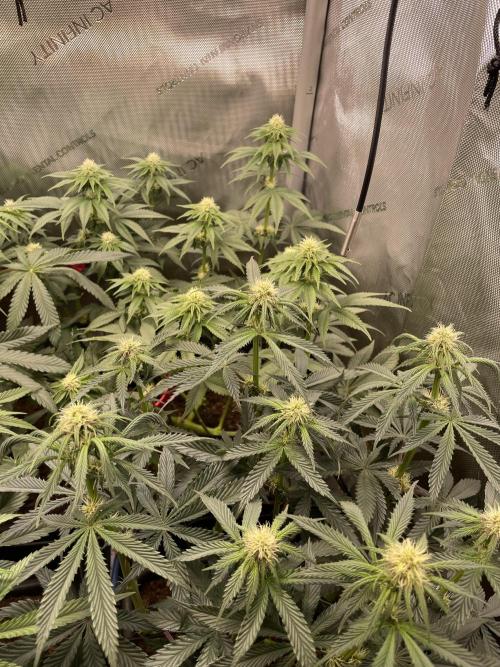 Hollow Technique Purpel. Week 6