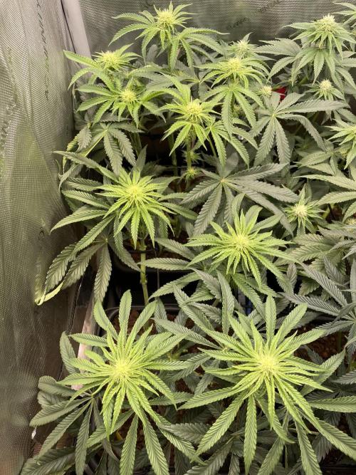 Blue Sweets. Week 6