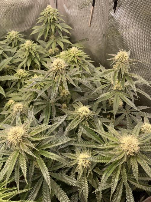 Hollow Technique Purpel. Week 7 - Trop. Strawberry