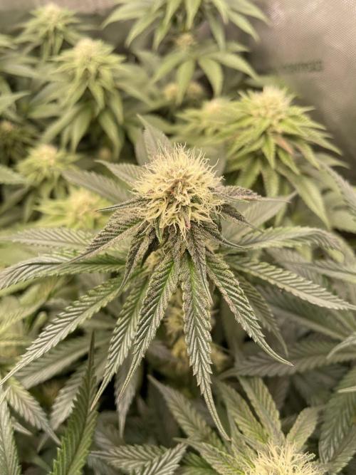 Hollow Technique Purpel. Week 7 - Trop. Strawberry