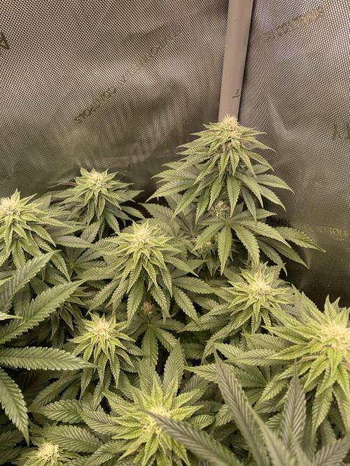 Hollow Technique Purpel. Week 7 - Blueberry Pancakes