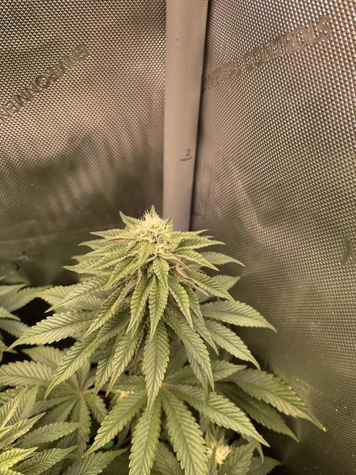 Hollow Technique Purpel. Week 7 - Blueberry Pancakes