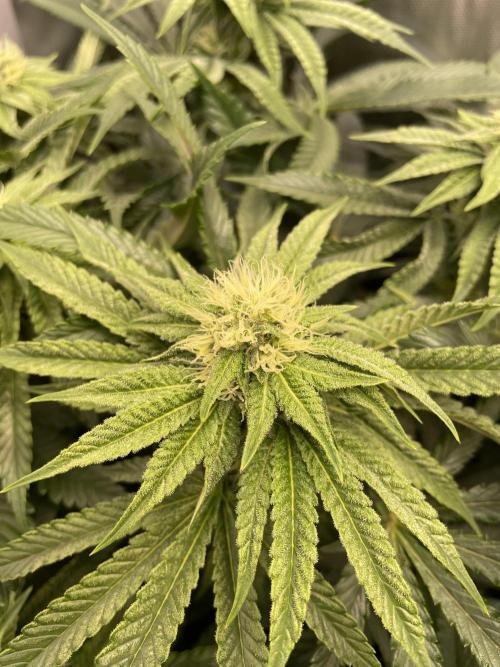 Blue Sweets. Week 7