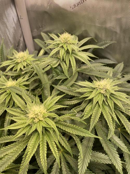 Blue Sweets. Week 7