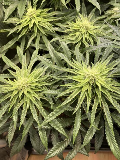 Blue Sweets. Week 7