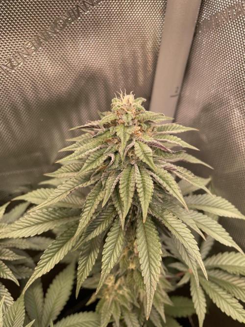 Hollow Technique Purpel. Week 8 - Blueberry Pancake
