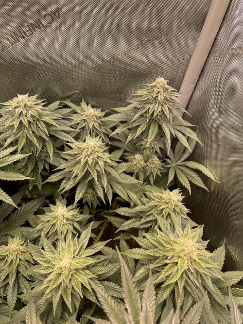 Hollow Technique Purpel. Week 8 - Blueberry Pancake