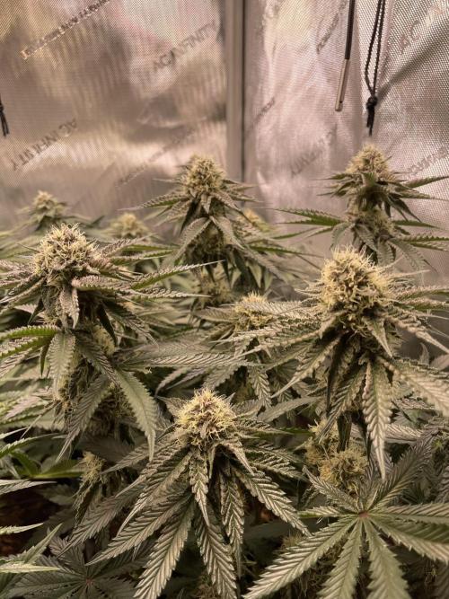 Hollow Technique Purpel. Week 8 - Trop. Strawberry