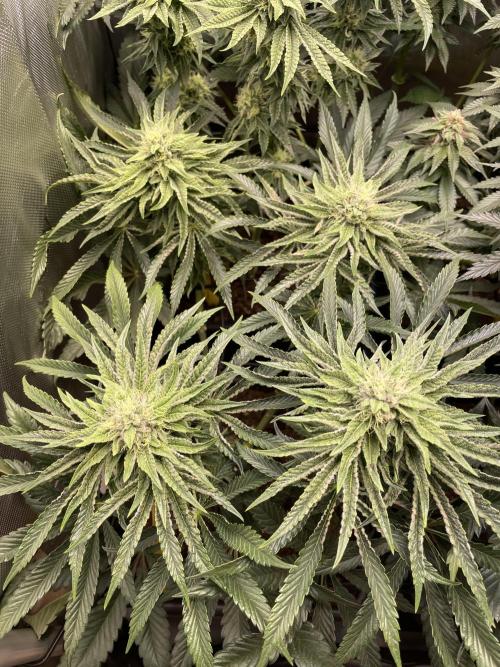 Blue Sweets. Week 8