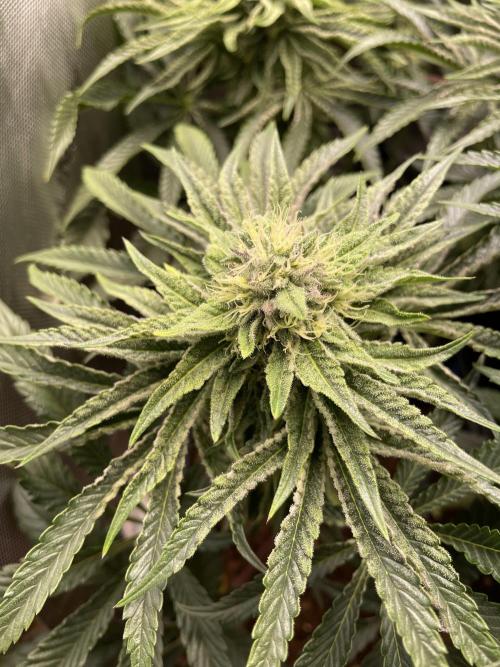 Blue Sweets. Week 8