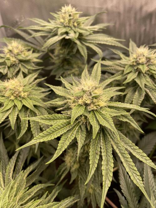 Blue Sweets. Week 8