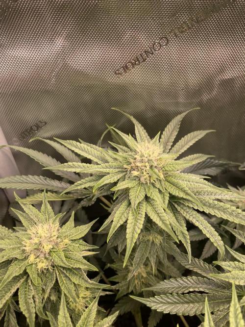 Blue Sweets. Week 8