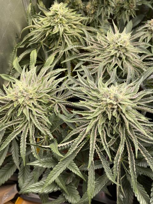 Blue Sweets. Week 9