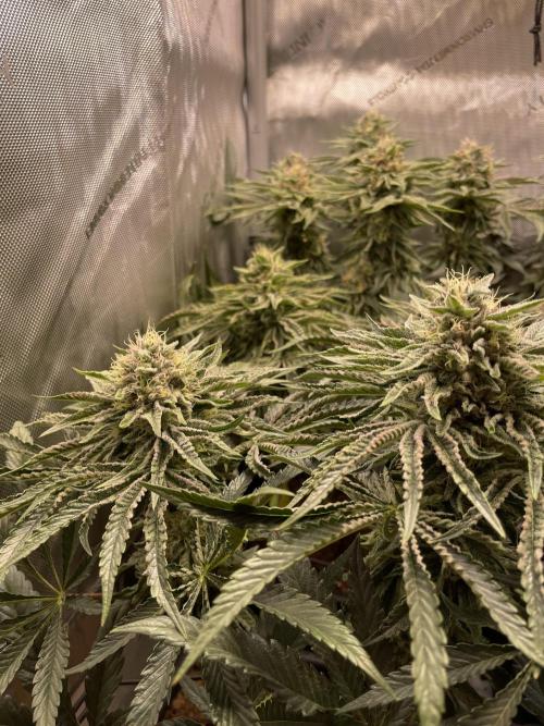 Blue Sweets. Week 9
