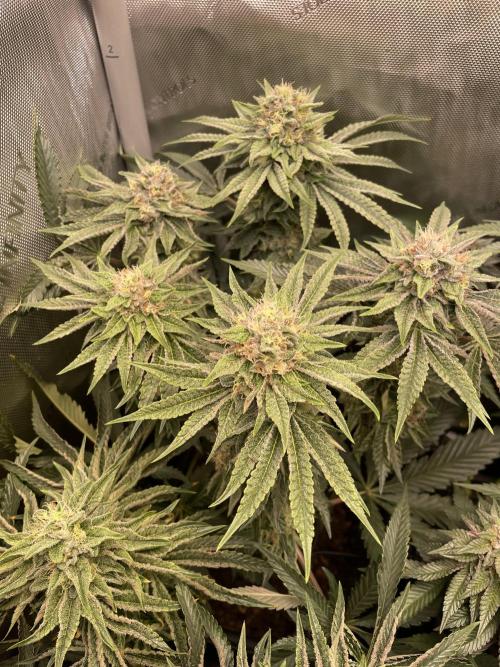 Blue Sweets. Week 9