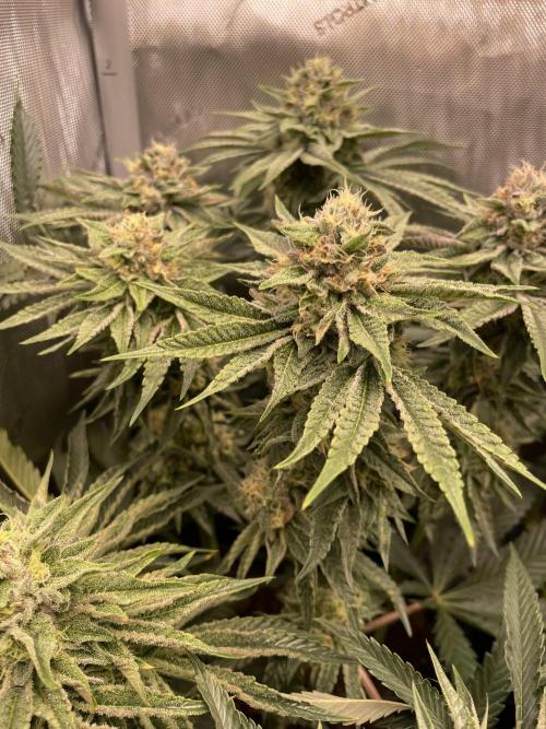 Blue Sweets. Week 9