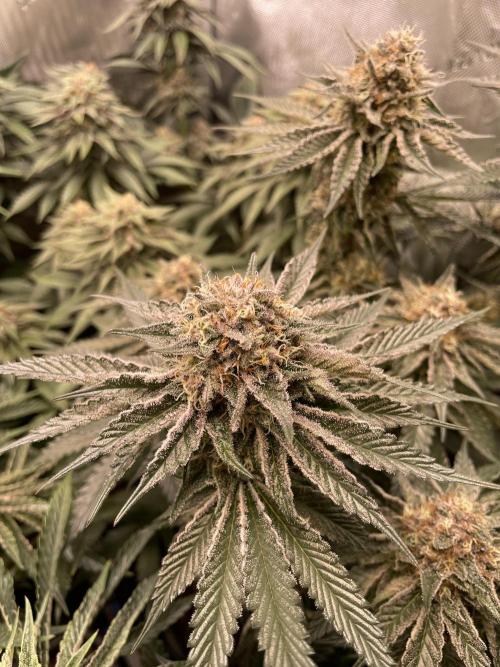 Hollow Technique Purpel. Week 9 - Trop. Strawberry