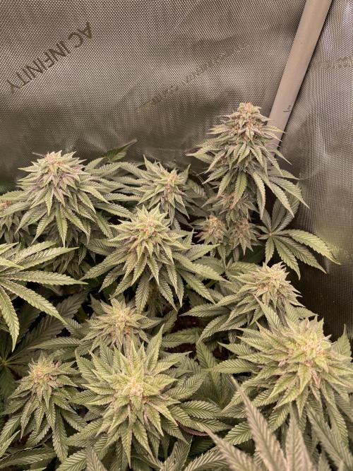 Hollow Technique Purpel. Week 9 - Blueberry Pancakes