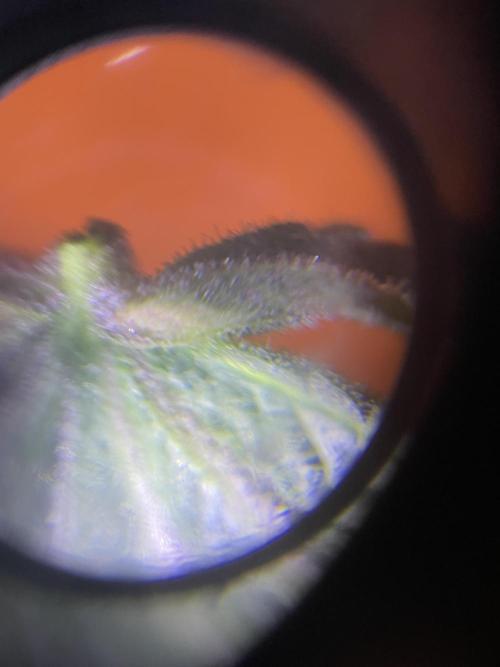 Hollow Technique Purpel. Week 9 - Trop. Strawberry Lilane Trichomköpfe