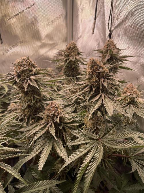 Hollow Technique Purpel. Week 10 - Trop. Strawberry