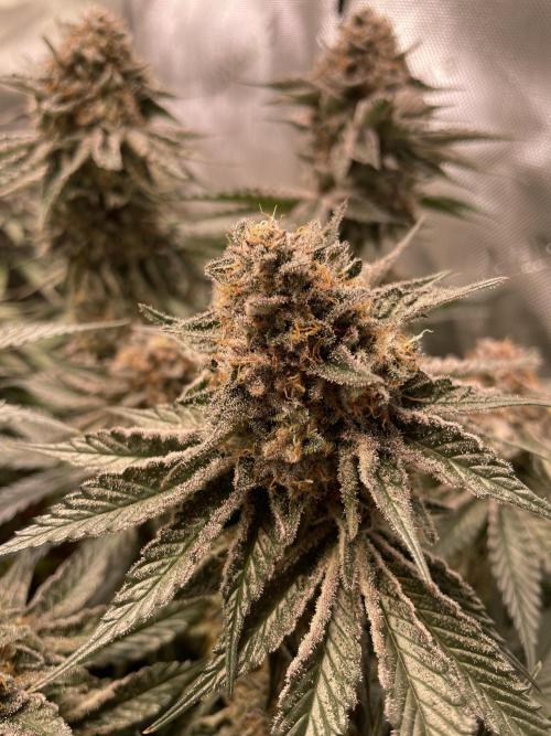 Hollow Technique Purpel. Week 10 - T.S.
