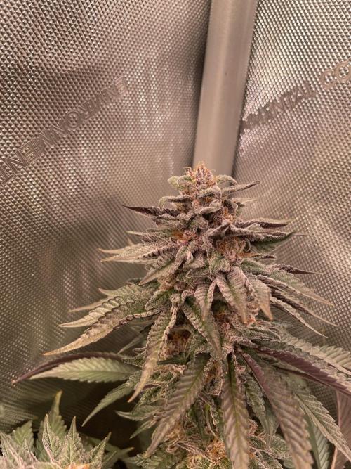 Hollow Technique Purpel. Week 10 - B.P.