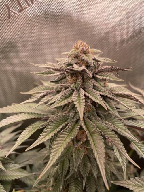 Hollow Technique Purpel. Week 10 - B.P.