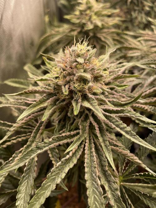 Blue Sweets. Week 10