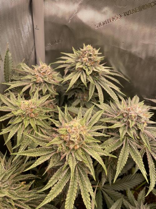 Blue Sweets. Week 10