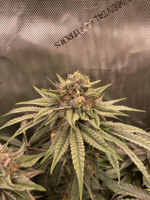 Blue Sweets. Week 10