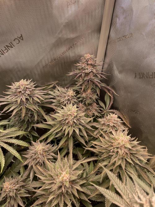Hollow Technique Purpel. Week 11 - Blueberry Pancakes