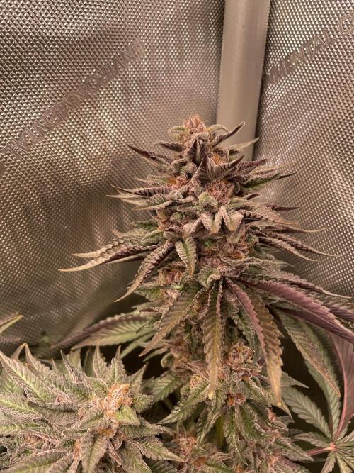 Hollow Technique Purpel. Week 11 - P. C.