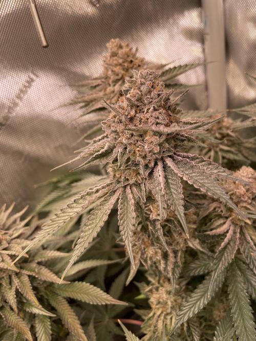 Hollow Technique Purpel. Week 11 - T. S.