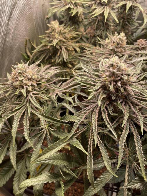 Blue Sweets. Week 11