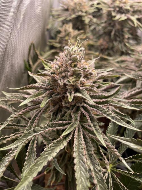 Blue Sweets. Week 11