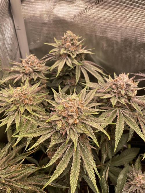 Blue Sweets. Week 11