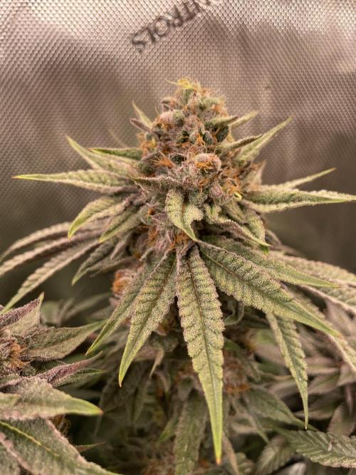 Blue Sweets. Week 11
