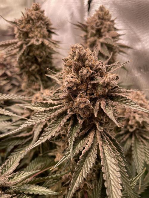 Hollow Technique Purpel. Week 12 - T.S.