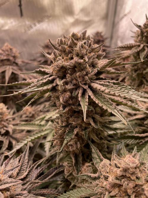 Hollow Technique Purpel. Week 12 - T.S.