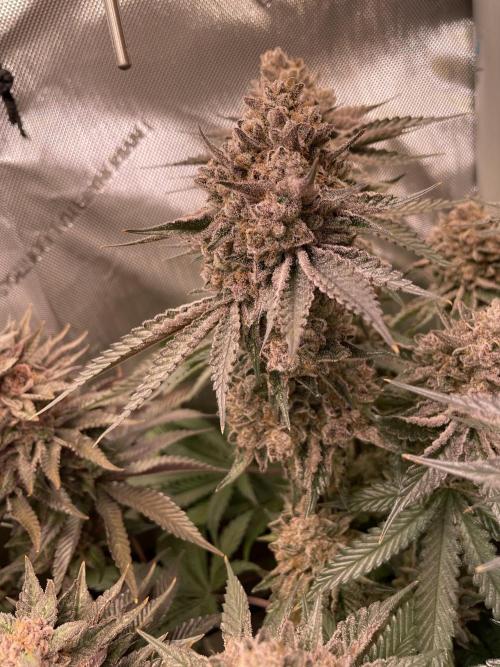 Hollow Technique Purpel. Week 12 - T.S.