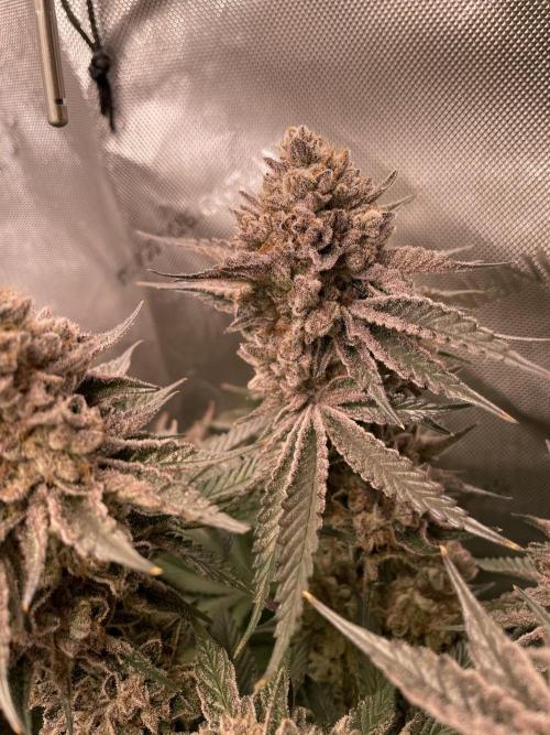Hollow Technique Purpel. Week 12 - T.S.