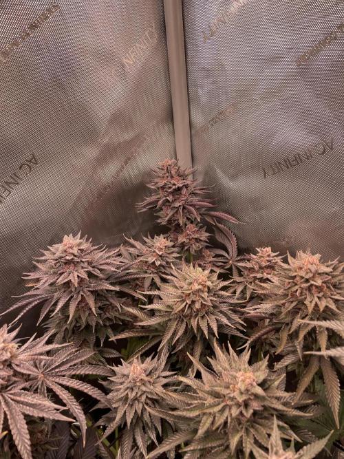 Hollow Technique Purpel. Week 12 - Blueberry Pancakes