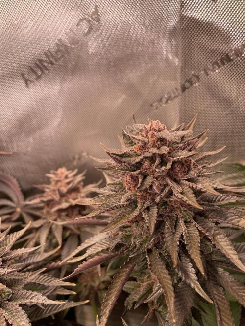 Hollow Technique Purpel. Week 12 - B.P.