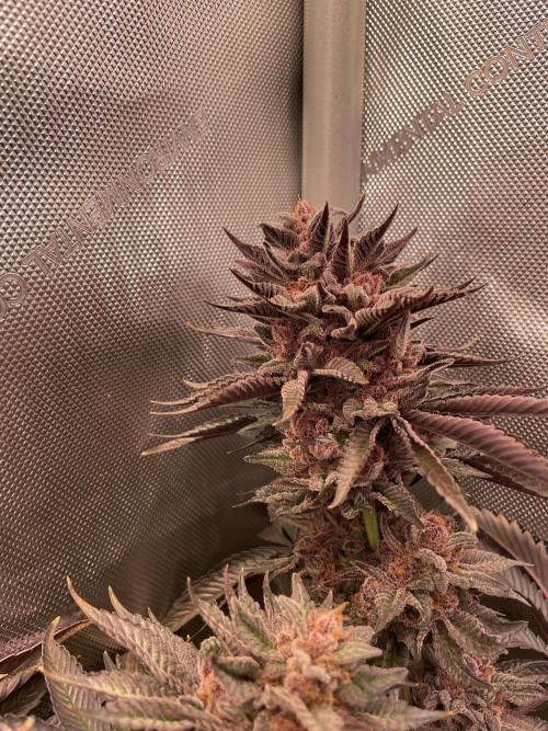 Hollow Technique Purpel. Week 12 - B.P.