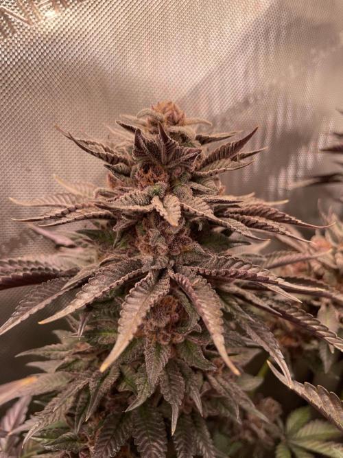 Hollow Technique Purpel. Week 12 - B.P.